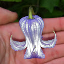 Clematis