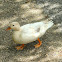 Leucistic Mallard