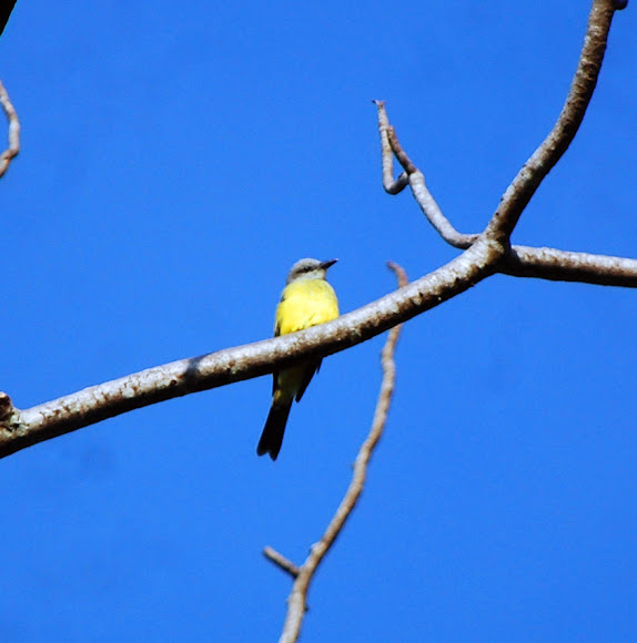 Spotting Image 1