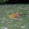 Green Sea Turtle - Honu