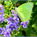 Lemon Emigrant Butterfly (Male form alcmeone)
