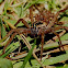 Wolf spider