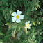 Sage-leaved Rock Rose