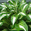 hosta