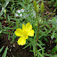 Evening Primrose