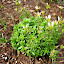 Saxifrage