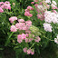 yarrow