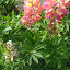 Lupin