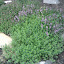 Creeping Thyme