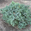 Blue Spruce Juniper