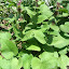 catmint