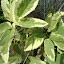 goutweed