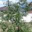 Russian Olive (tree)