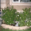 Zengirl's Rose garden