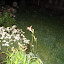 Zengirl's Frontyard garden