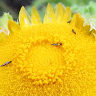 Tube-tailed thrips