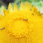 Tube-tailed thrips