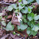 White Violet