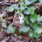 White Violet