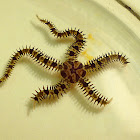 Ophiophragmus chilensis