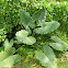 Giant Taro