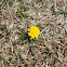 Dandelion