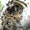 Eastern Tent Caterpillar