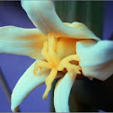 Male flowers of a papaya tree