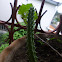 Catus