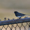 Dark-eyed Junco