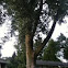 Western cottonwood