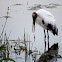 Wood Stork