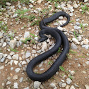 Southern black racer