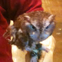 Screech owl