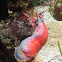 Red Sea Cucember