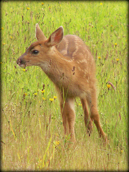 Spotting Image 1