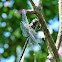 Blue-eyed Darner Dragonfly