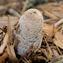 Harefoot Mushroom