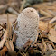 Harefoot Mushroom