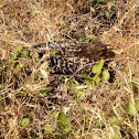 Red-shouldered Hawk