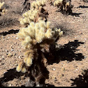Jumping cholla