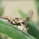 Grasshopper nymph