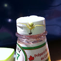 Flower Crab Spider
