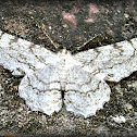 Geometer Moth.