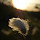 Norway's Biodiversity