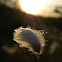 Cottongrass