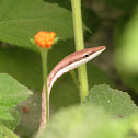 Brown Vine Snake