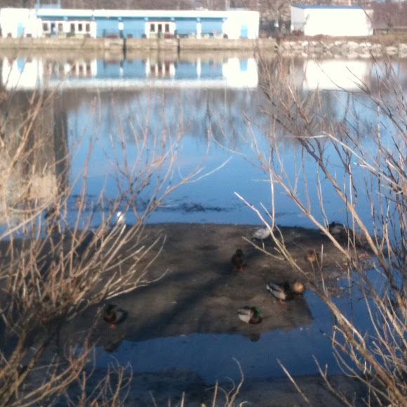 Spotting Image 1