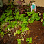 parsley