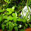 English Thyme